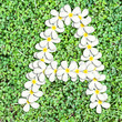 Pattern letter of plumeria flowers Pattern letter of plumeria flowers