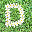 Pattern letter of plumeria flowers Pattern letter of plumeria flowers