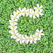 Pattern letter of plumeria flowers Pattern letter of plumeria flowers