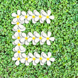 Pattern letter of plumeria flowers Pattern letter of plumeria flowers
