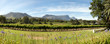 Wine estate in Cape Town Wine estate in Cape Town