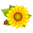 sunflower with ladybird