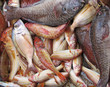 Fisch