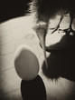 Photo: Kiwi bird, egg in bw Kiwi bird, egg in bw