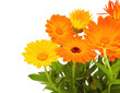 Calendula
