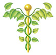 Natural caduceus concept