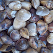 Enamel Venus Shell
