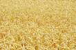 wheat field