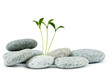 Pebbles and seedlings - alternative medicine concept