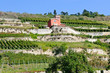 Weinberge Unstrut