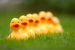 Rubber ducks in the grass