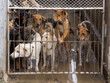 Foto: Tierquälerei Tierquälerei