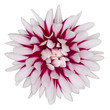 red white dahlia daisy