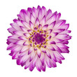 violet/white dahlia