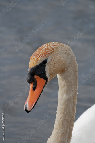 Photo: Swan Swan