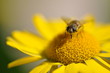 Mouche Syrphe qui butine