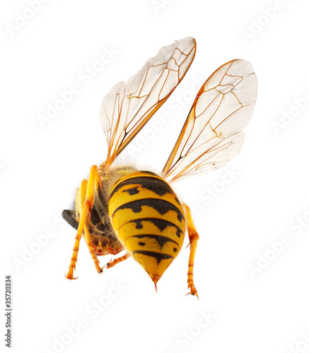 Photo: wasp presenting it's threatening stinger wasp presenting it's threatening stinger