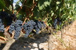 viñedo Rioja