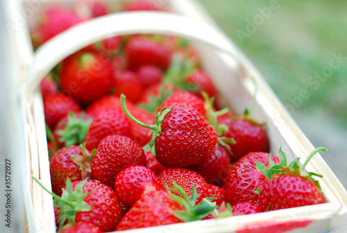 Foto: Erdbeeren im Korb Erdbeeren im Korb