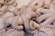pieuvres