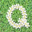 Pattern letter of plumeria flowers Pattern letter of plumeria flowers