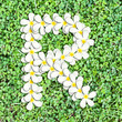 Pattern letter of plumeria flowers Pattern letter of plumeria flowers