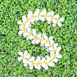 Pattern letter of plumeria flowers Pattern letter of plumeria flowers
