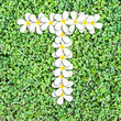 Pattern letter of plumeria flowers Pattern letter of plumeria flowers