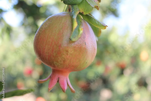 Photo: Red and green pomegranate on the tree Red and green pomegranate on the tree