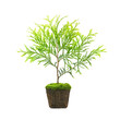 thuja