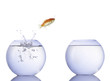 Goldfisch springt in anderes Aquarium