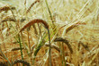 Epis de blé murs