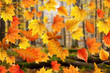 Autmn leaves in forest