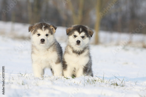 Photo: two puppies of alaskan malamute in the snow two puppies of alaskan malamute in the snow
