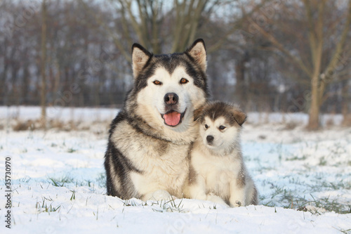 Photo: alaskan malamute et son bébé dans la neige alaskan malamute et son bébé dans la neige
