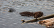 Wild beavers