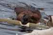 Wild beavers