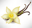vanilla flower and sticks