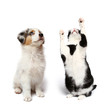 Hund und Katz 7/2011
