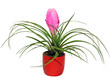tillandsia cyanea en pot