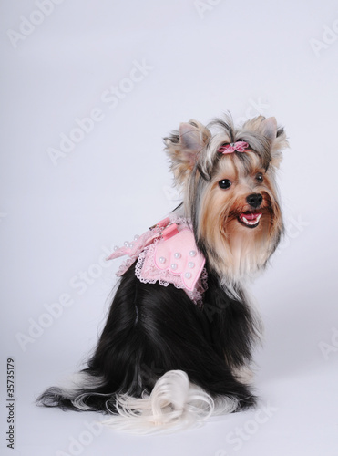 Photo: Lovely biver york dog portrait Lovely biver york dog portrait