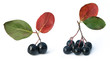 Black chokeberry (aronia) in autumn
