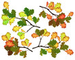 Oak branches