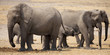 Foto: Elefanti Africani Elefanti Africani