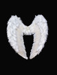 White angel wings