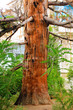 Alone old tree of Pine. Crimea, Ukraine