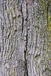 tree bark texture