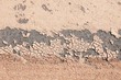 dry soil texture