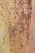 background of rusty metal