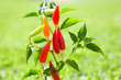 chili hot peppers plant in red and orange chili hot peppers plant in red and orange